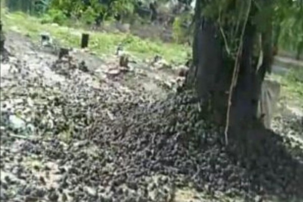 BKSDA Bali: Ada Beberapa Kemungkinan Sebab Matinya Ribuan Burung Pipit