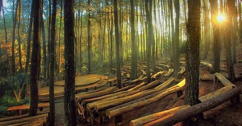 Lestarikan Hutan Pinus Mangunan, Purwo Harsono Raih Kalpataru 2021