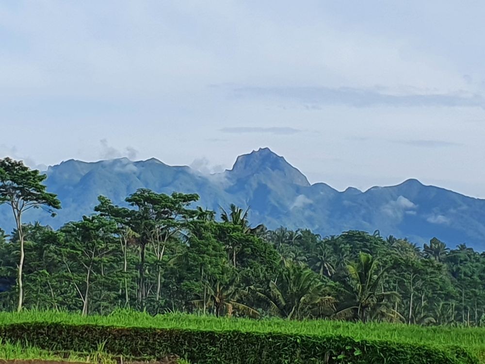 Nikmatnya Kopi Tugu Kawisari Coffee di Bali, Organik dari Gunung Kelud