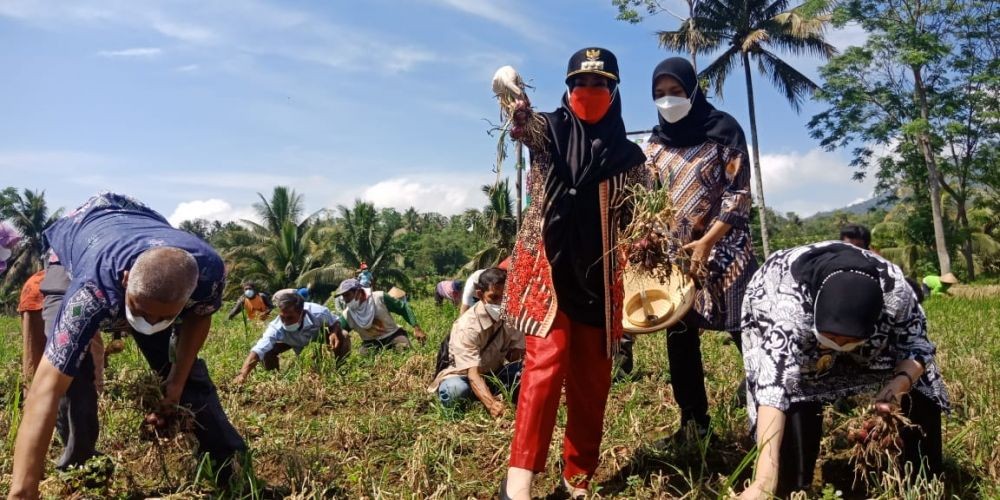 Kiat Sukses Petani Tanggamus Panen Bawang Merah 4,5 Ton per Hektare