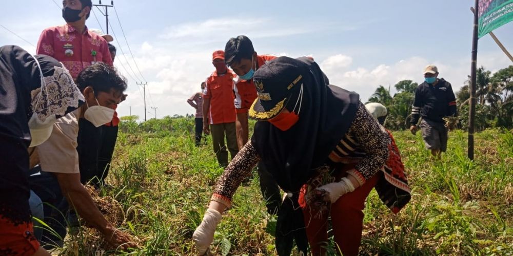 Kiat Sukses Petani Tanggamus Panen Bawang Merah 4,5 Ton per Hektare