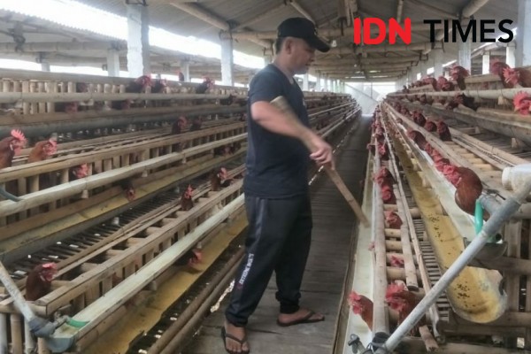 Harga Telur Turun, Peternak Bantul Tak Mampu Tutupi Biaya Pakan