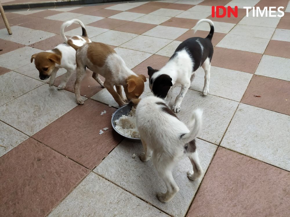 Viral Puluhan Anjing di Kandang Tinggal Kerangka di Tabanan