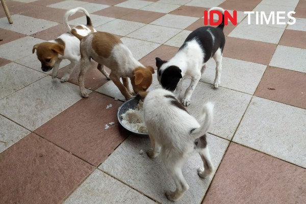 5 Hewan Peliharaan yang Pernah Dikonsumsi Manusia