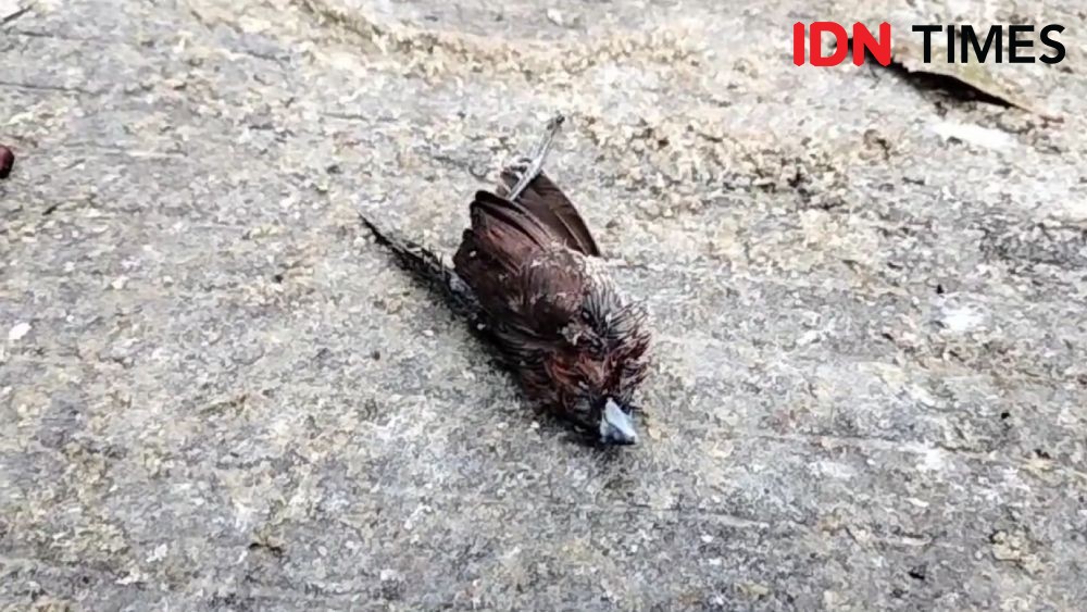 Fenomena Kematian Massal Burung Pipit Terjadi di Kota Cirebon