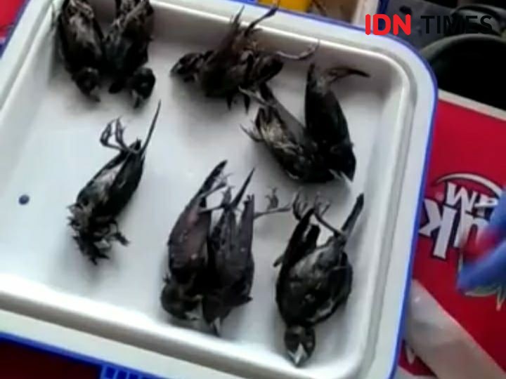Fenomena Kematian Massal Burung Pipit Terjadi di Kota Cirebon