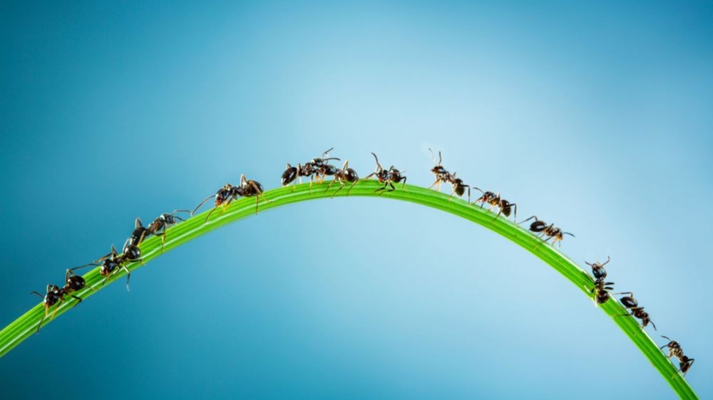 5 Fakta Lingkaran Kematian, Fenomena Unik oleh Semut Buta 