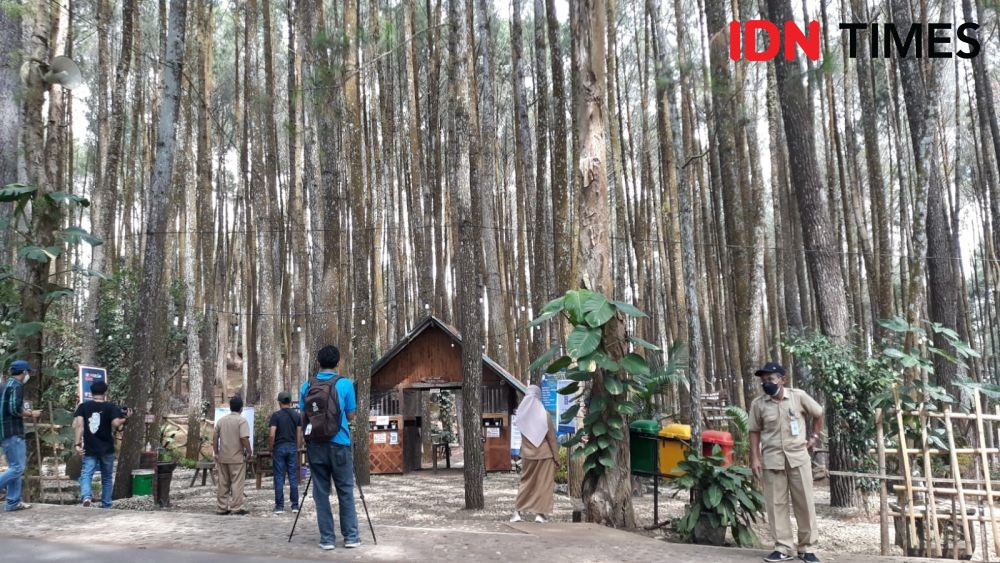Lestarikan Hutan Pinus Mangunan, Purwo Harsono Raih Kalpataru 2021