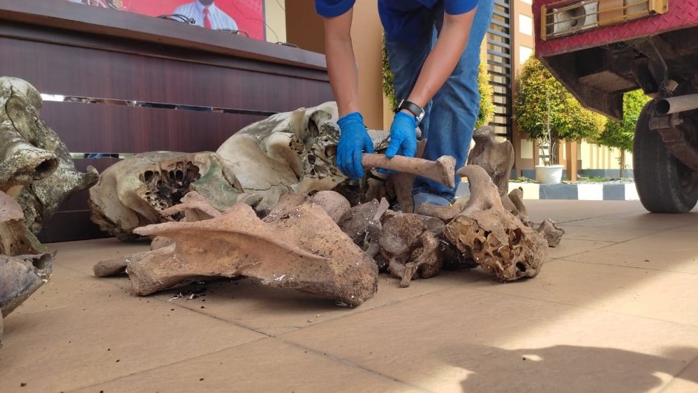 Bawa Karung Berisi Tulang Belulang Gajah, 2 Warga Aceh Diciduk Polisi