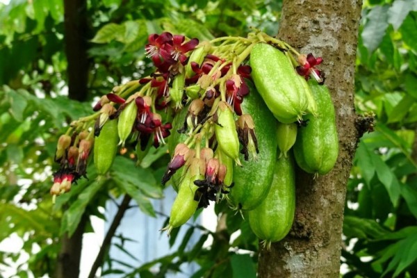 #GiziLokal: Manfaat Belimbing Wuluh atau Belimbing Sayur