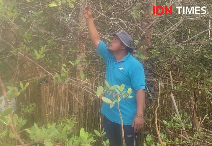 Lestarikan Mangrove, Sancoko Selamatkan Laguna Pantai Samas