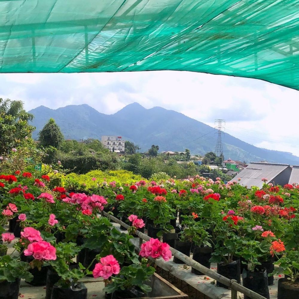 9 Tempat Wisata di Puncak Bogor yang Tersembunyi