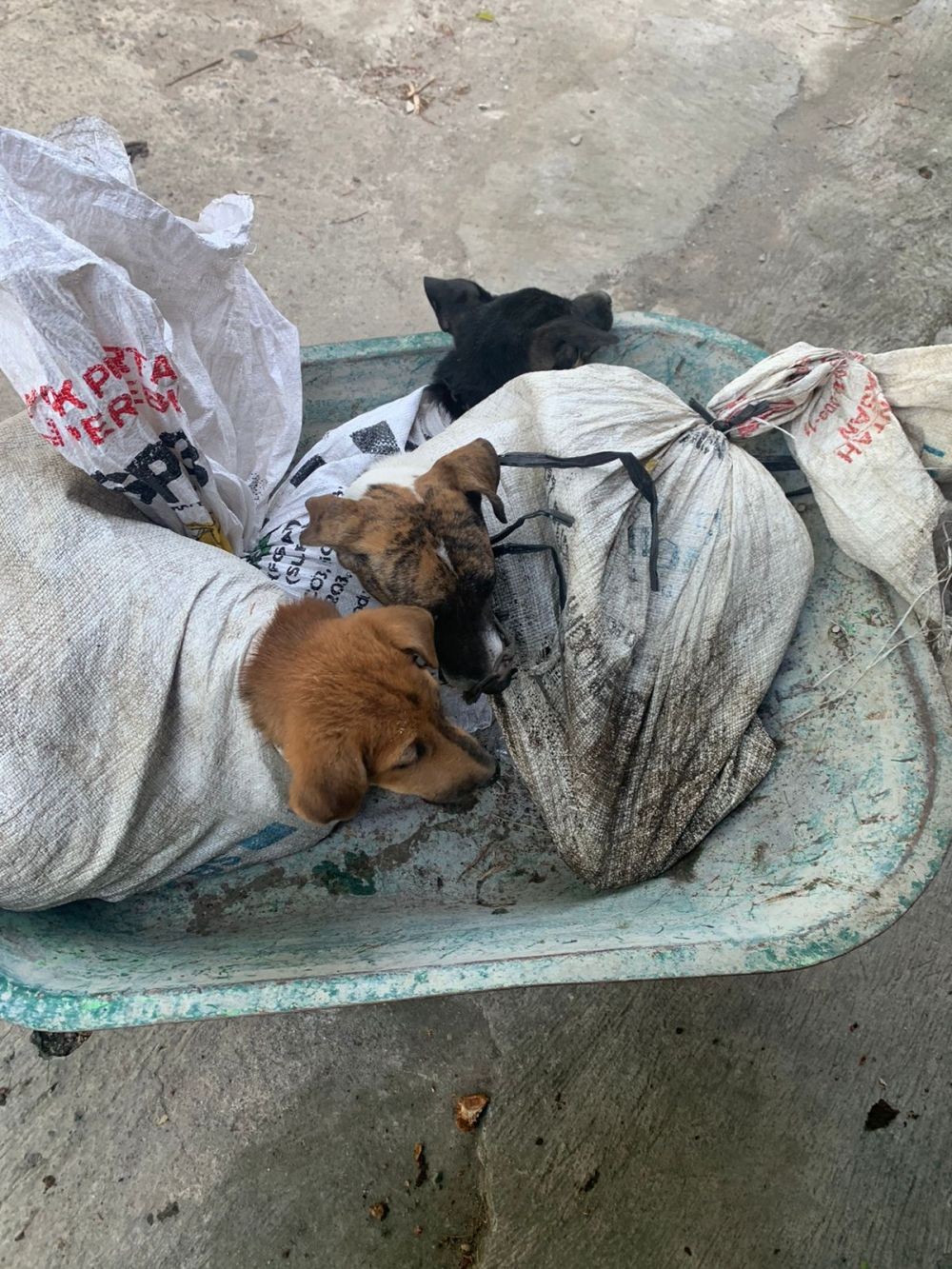 Belasan Anjing Dievakuasi dari Rumah Jagal di Bantul
