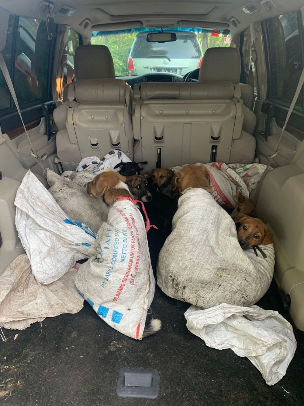 Belasan Anjing Dievakuasi dari Rumah Jagal di Bantul
