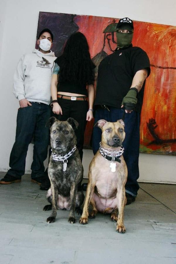 2 Anjing Pitbull Jadi Vokalis Band Metal