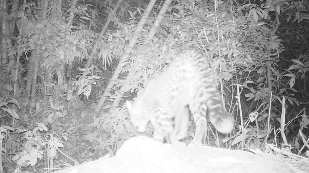 Puluhan Ekor Ternak Warga Diserang Macan di Hutan Sanggabuana Karawang