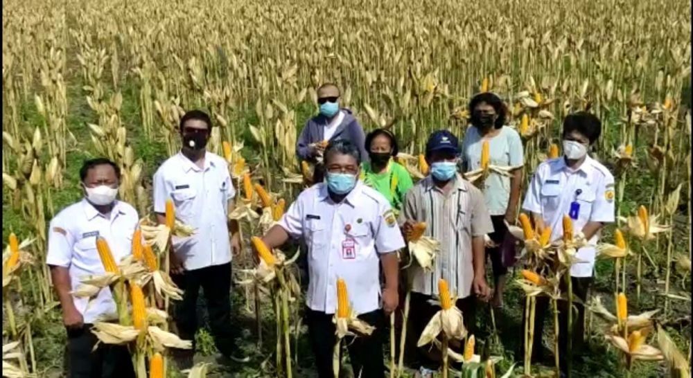 Panen Raya Jagung Nusantara di Kutai Kartanegara 