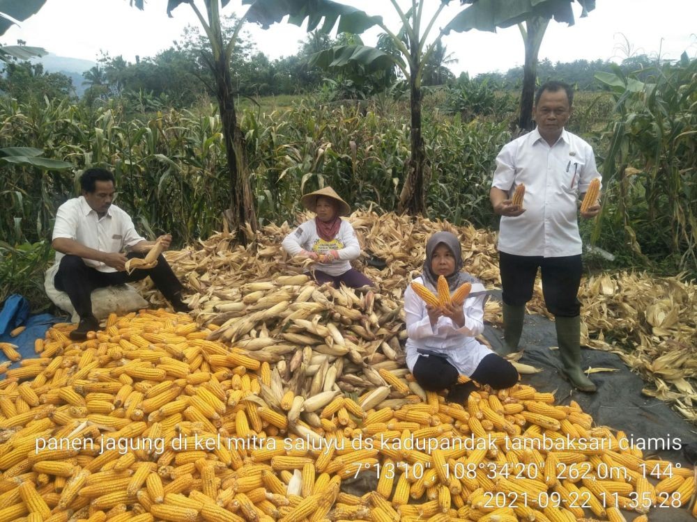 Pertumbuhan Ladang Jagung Berau Tertinggi di Kaltim