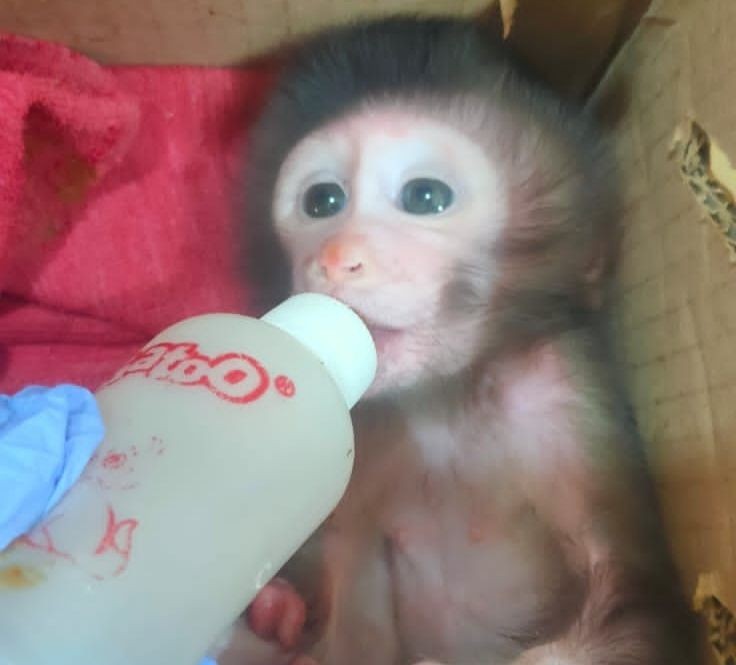 Tergiur Upah Rp1,1 juta, Pria Nekat Selundupkan 13 Ekor Anak Monyet