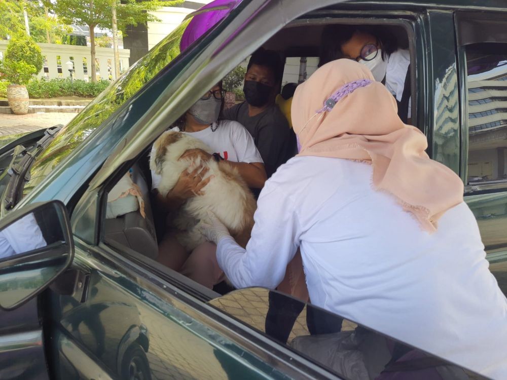 10 Potret Anjing dan Musang Divaksinasi Rabies Drive Thru di Semarang