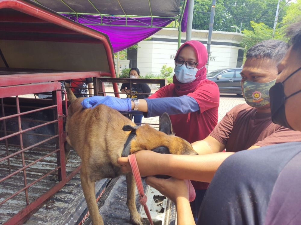Marak Konsumsi Daging Anjing, Vaksin Rabies di 5 Daerah Jateng Diperbanyak