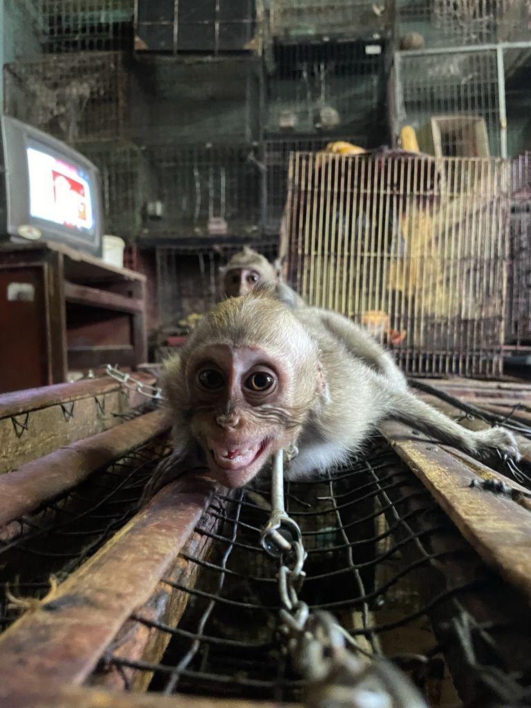JAAN Soroti Perdagangan Monyet Ekor Panjang di Pasar Satria Denpasar