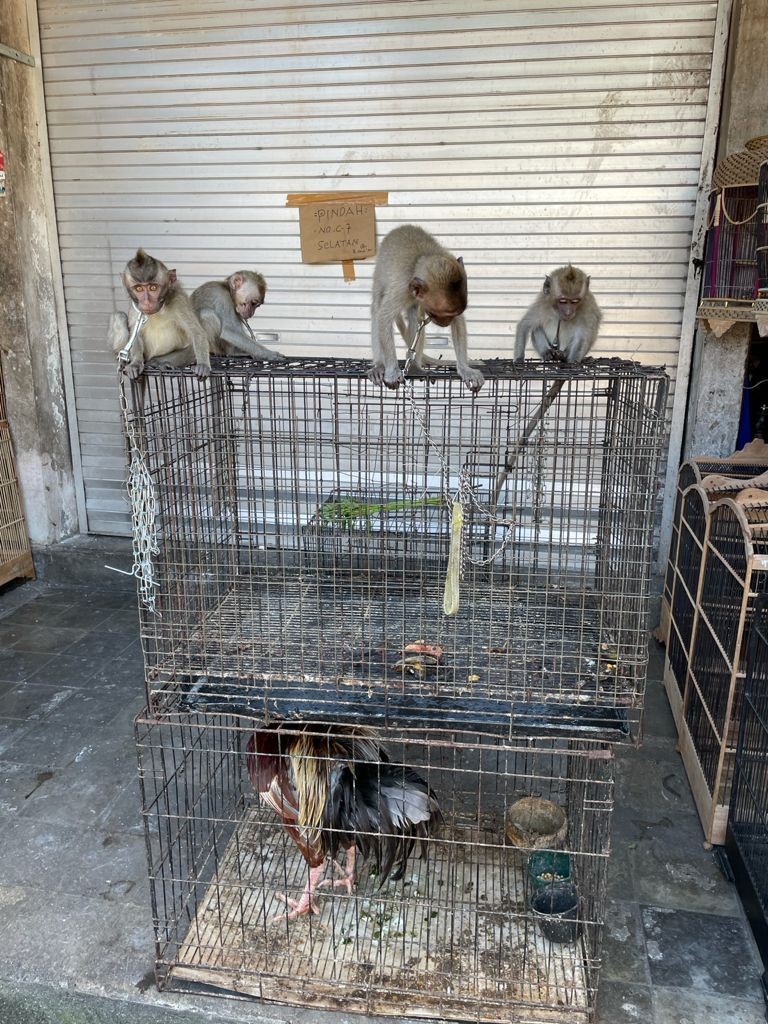 JAAN Soroti Perdagangan Monyet Ekor Panjang di Pasar Satria Denpasar
