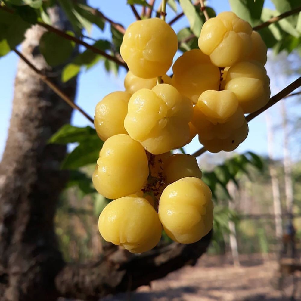 10 Buah Indonesia yang Kini Mulai Langka, Kamu Sempat Coba?