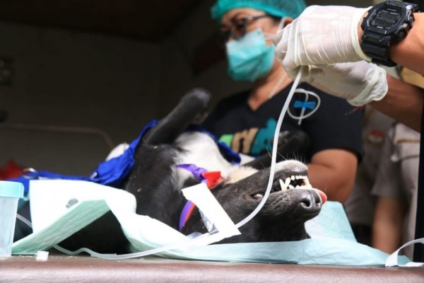 Bali Canangkan Segera Bebas Rabies, Apa Saja Strategi Pemerintah?