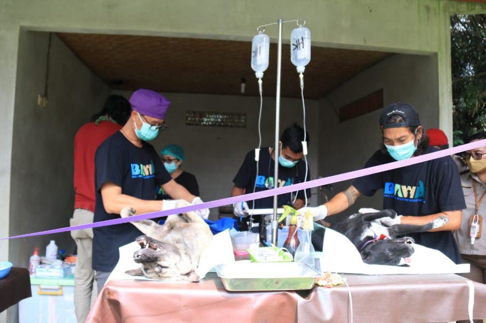 Bali Canangkan Segera Bebas Rabies, Apa Saja Strategi Pemerintah?