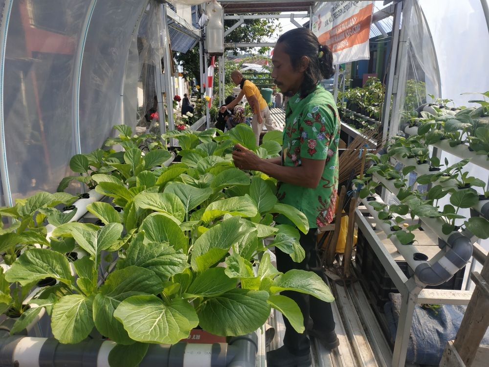 Wapres Ma'ruf Amin Sambangi Urban Farming di Kota Bandung
