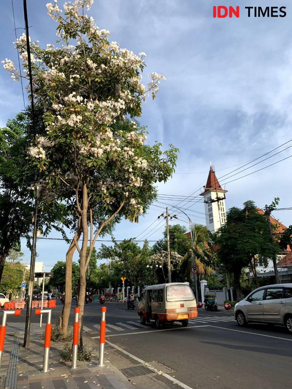 Kembali Hiasi Jalanan Kota Surabaya, 10 Potret Keindahan Tabebuya