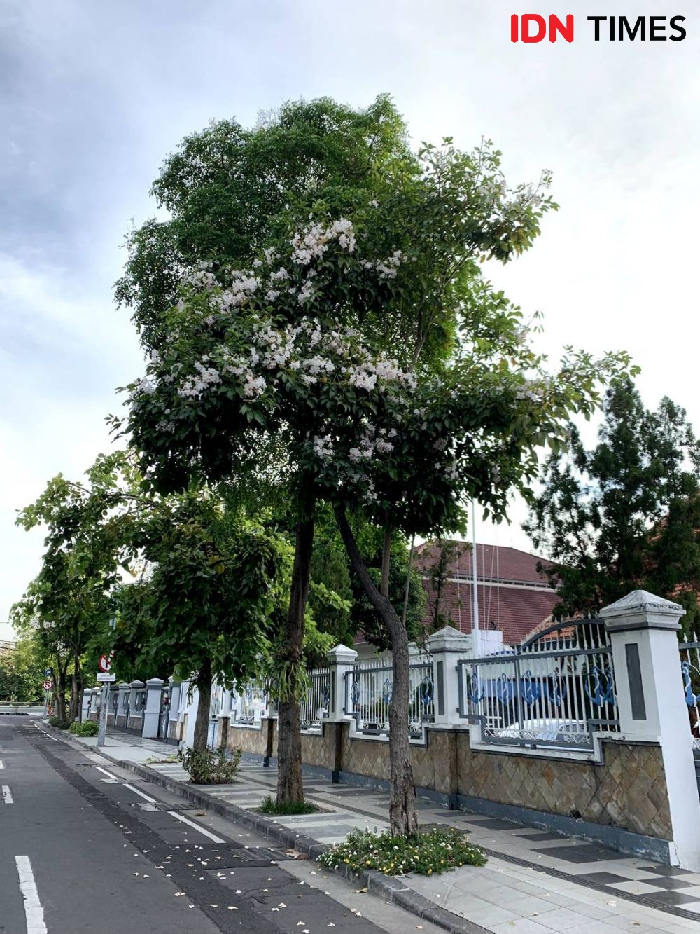 Kembali Hiasi Jalanan Kota Surabaya, 10 Potret Keindahan Tabebuya