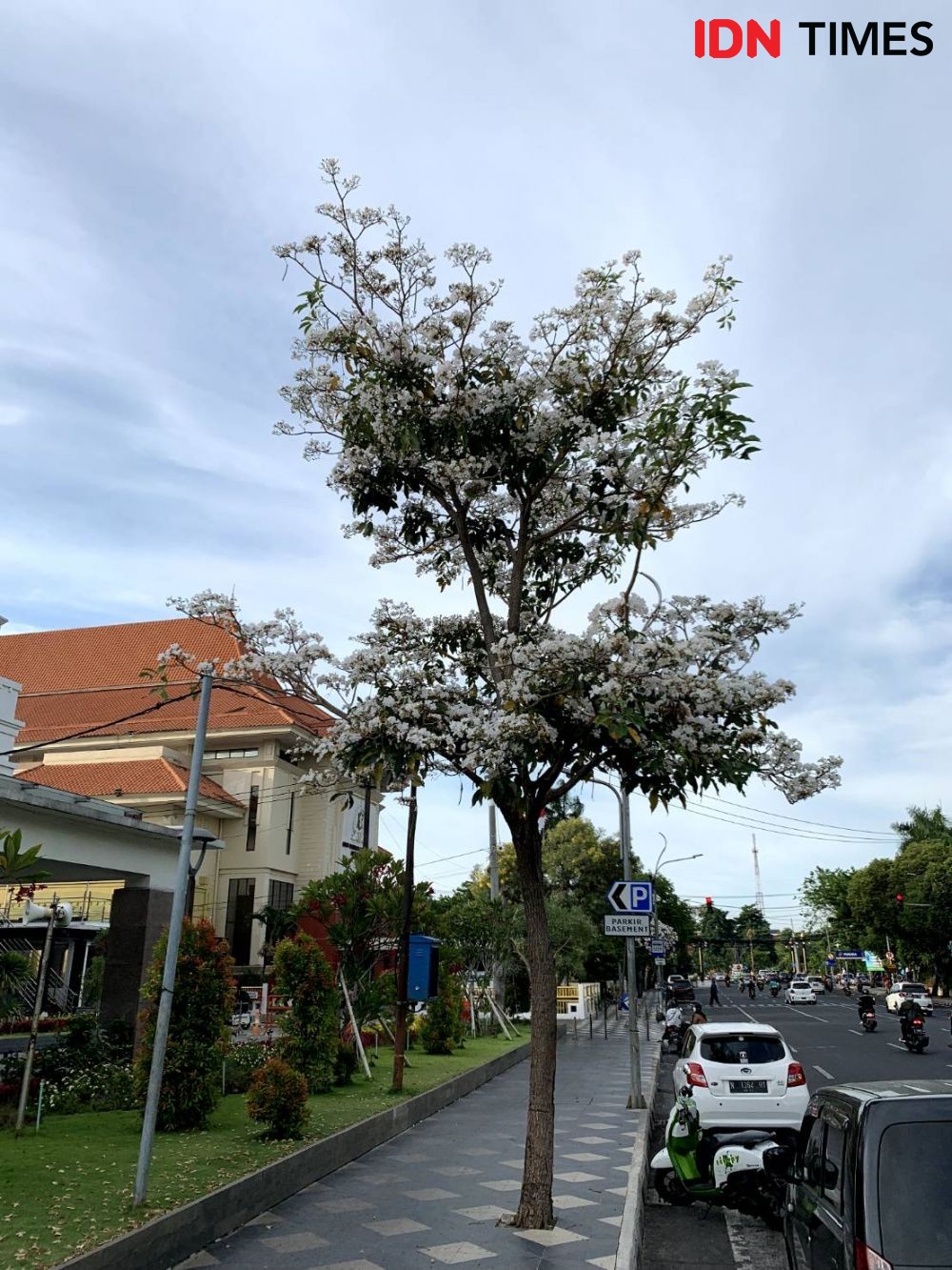 Kembali Hiasi Jalanan Kota Surabaya, 10 Potret Keindahan Tabebuya