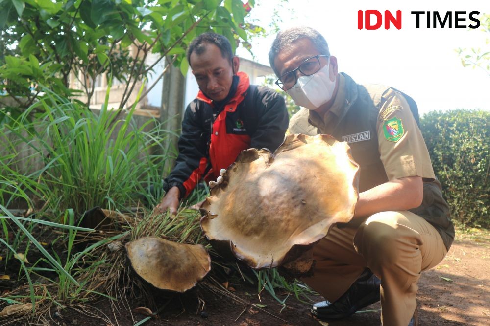 Jamur Raksasa Tumbuh di Rumah Warga di Cicalengka Kabupaten Bandung