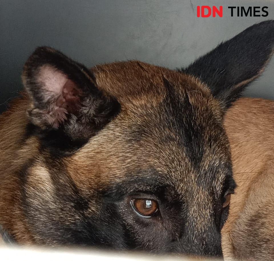 Dokumen Tak Lengkap, Anjing Seharga Motor Ditolak Masuk Balikpapan