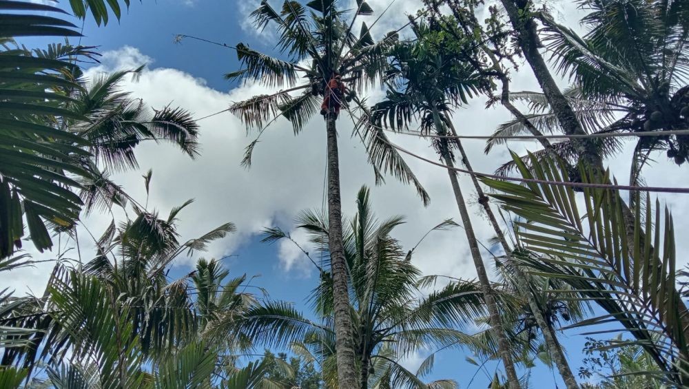 Warga Karangasem Meninggal di Atas Pohon Kelapa Setinggi 20 Meter