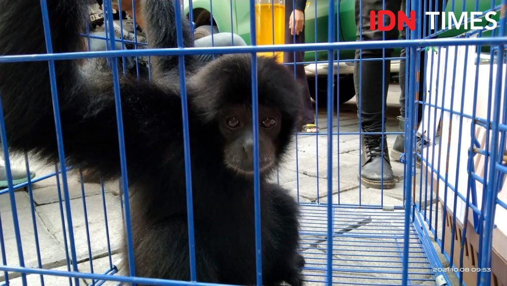 Siamang yang Pernah Dipelihara Bupati Badung Ditranslokasi ke Sumbar