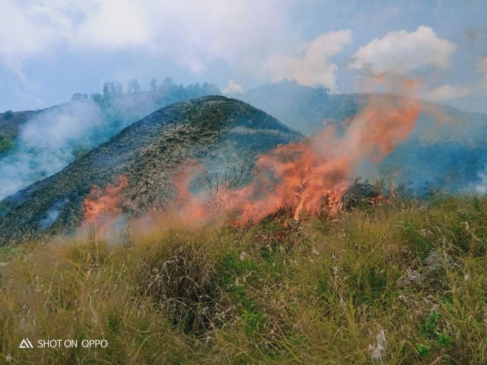 Ratusan Hektar Hutan Pergasingan di Sembalun Lombok Terbakar 