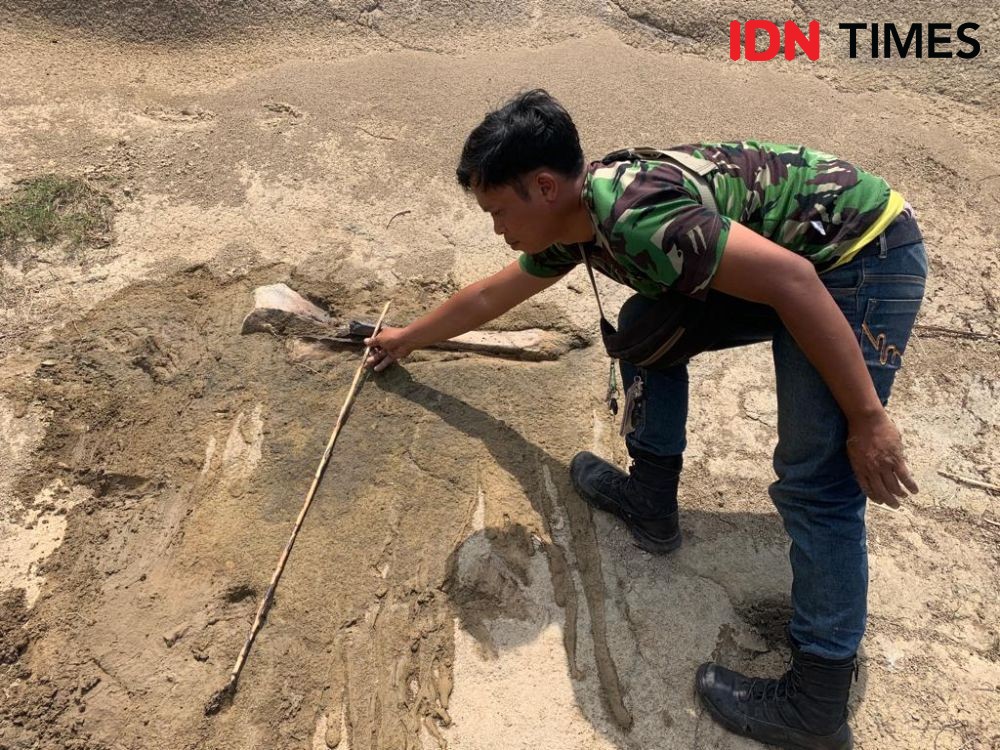 Fosil Gajah Ribuan Tahun Lalu Ditemukan di Bantaran Waduk Saguling