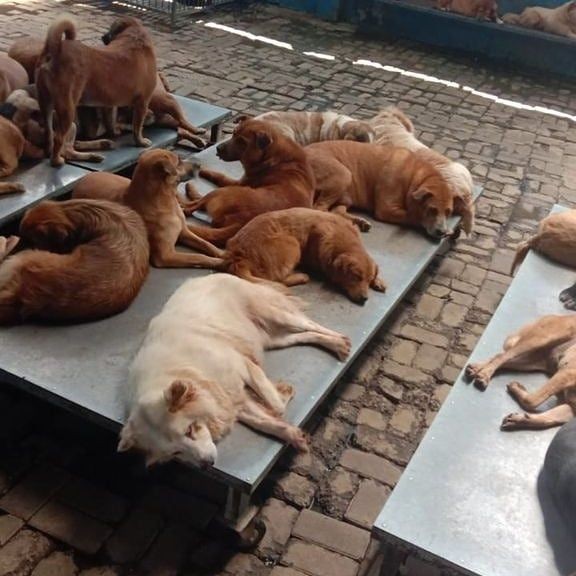 Cara GDSC Lindungi Anjing Terlantar Agar Tak Berakhir di Meja Makan 