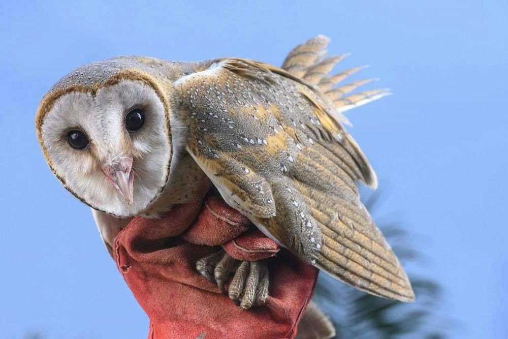 7 Hektare Tanaman Padi di Tabanan Rusak Diserang Tikus