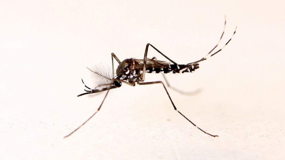 13 Warga di Tulungagung Terjangkit Chikungunya