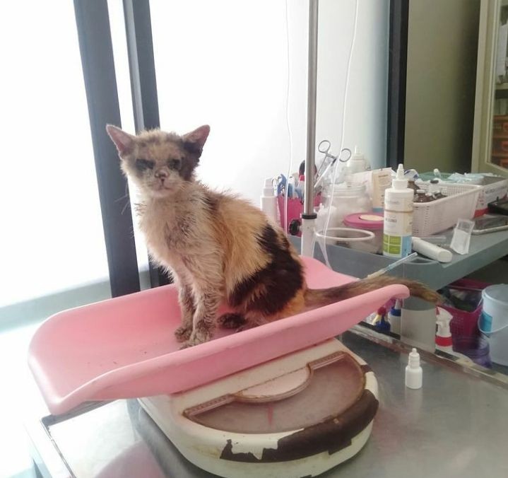 Kisah Susan Rawat Kucing Jalanan di Lampung, Merasa Berdosa jika Mati