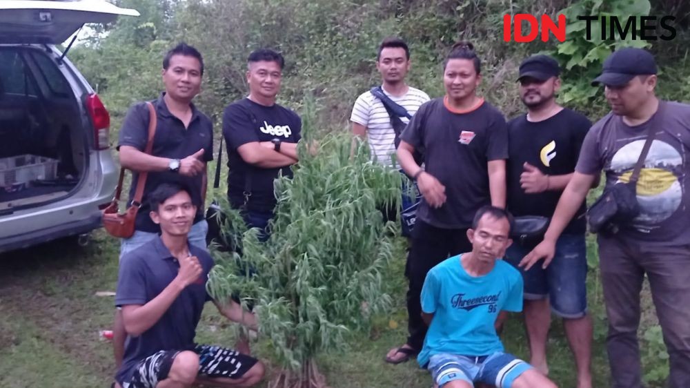 Polisi Tasikmalaya Amankan 30 Pohon Ganja Siap Panen