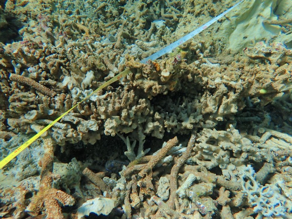 Terumbu Karang di Area Wisata Bahari Lombok Rusak karena Kapal Kandas