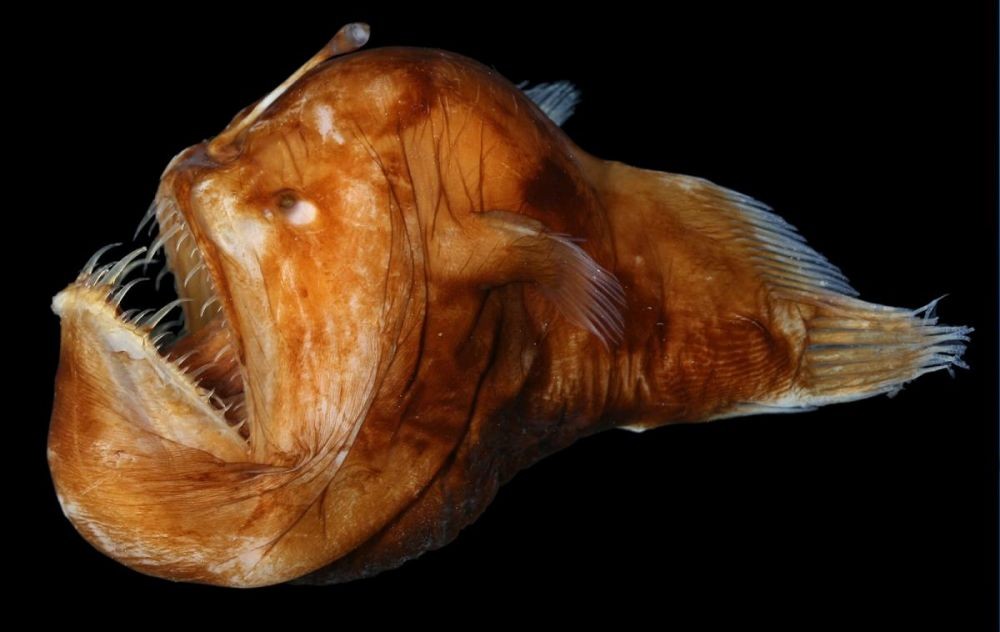 Ikan Ini Tinggal Di Laut Paling Dalam