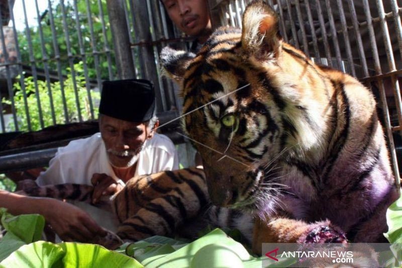 Viral, Harimau Berkeliaran di Kebun Warga Akhirnya Ditangkap