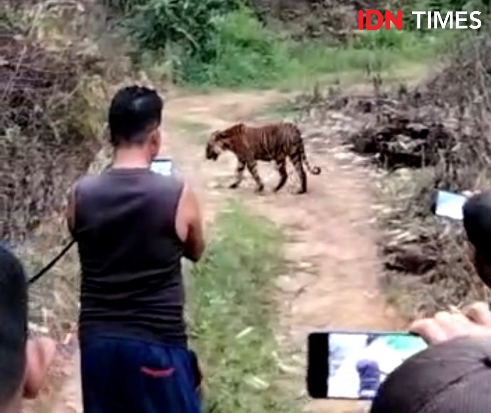 Berkeliaran di Kebun Warga, Harimau Betina Dilepasliarkan di TNGL