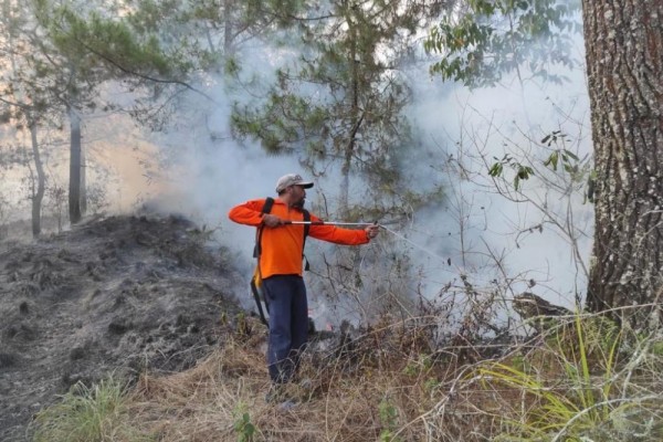 Hutan di Gunung Batur Bali Terbakar, 3 Hektare Hangus Dilalap Api